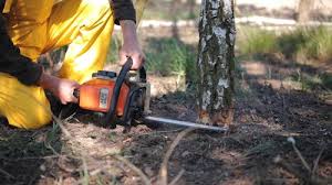 Best Tree Preservation Services  in Ellis, KS